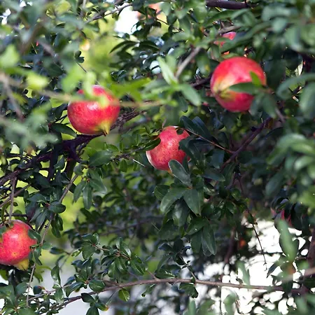 펜션 Nafplio Cottage-grandma's Yard Asíni
