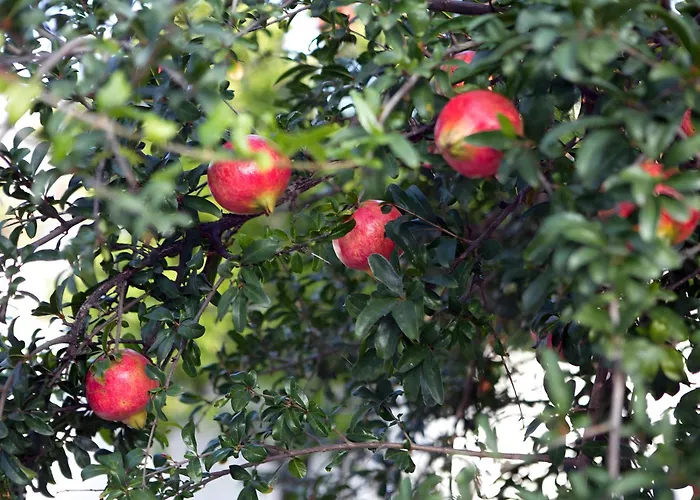 Holiday home Nafplio Cottage-grandma's Yard Asini (Argolis)